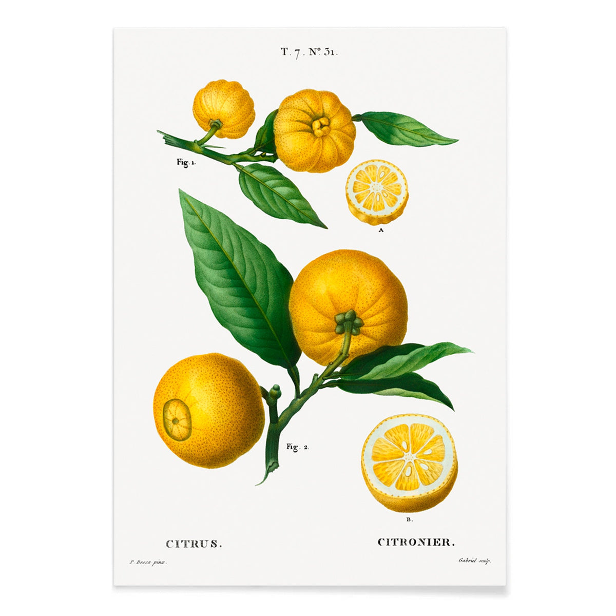 Agrumes Canvas Print