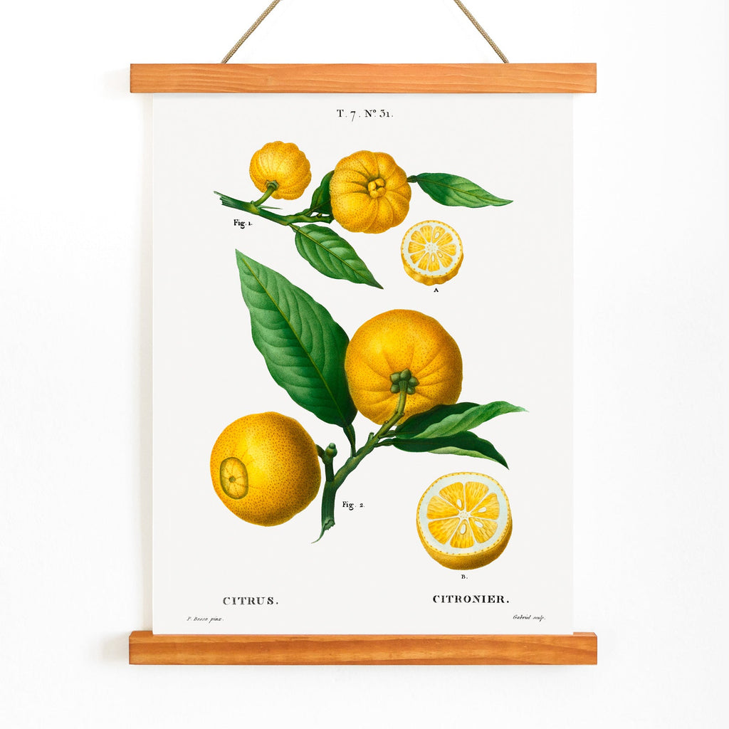 Agrumes Canvas Print