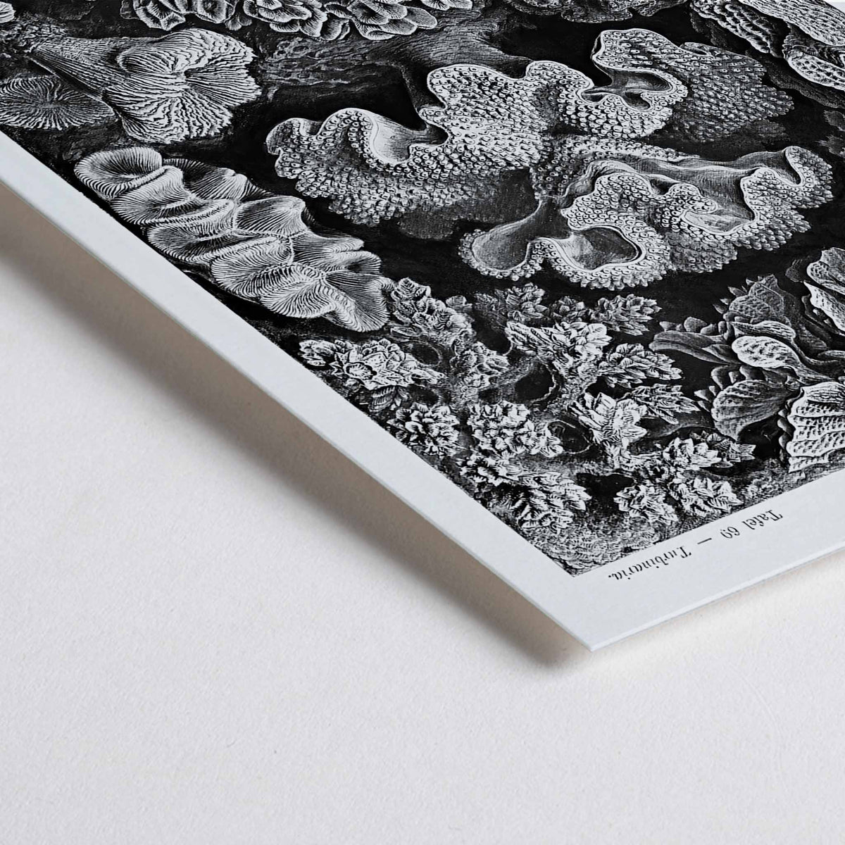 Hexacoralla Canvas Print