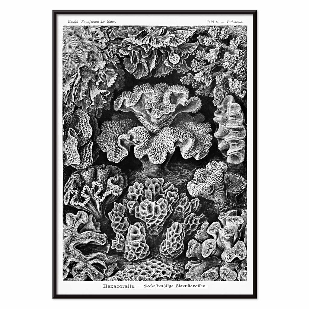 Hexacoralla Canvas Print