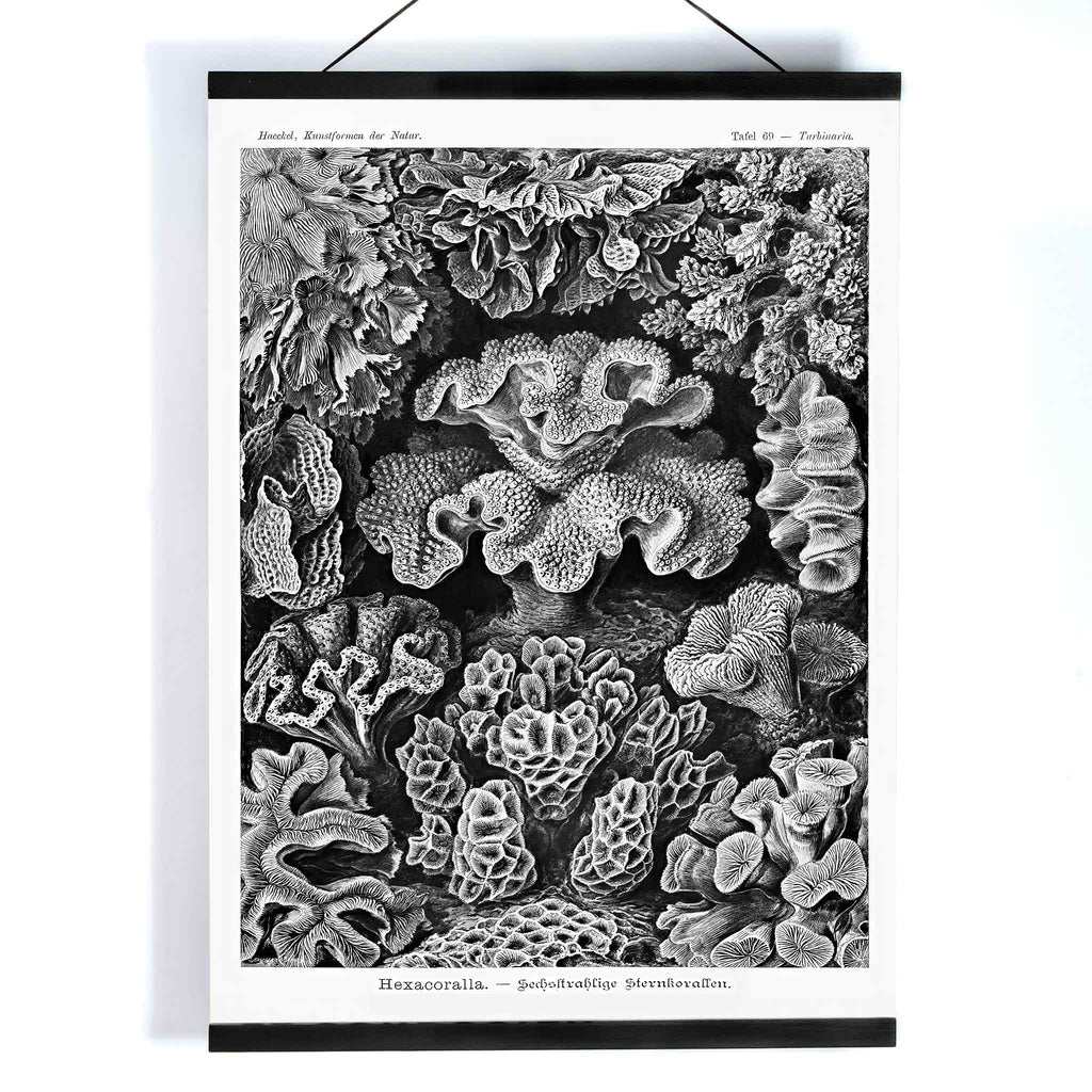 Hexacoralla Canvas Print