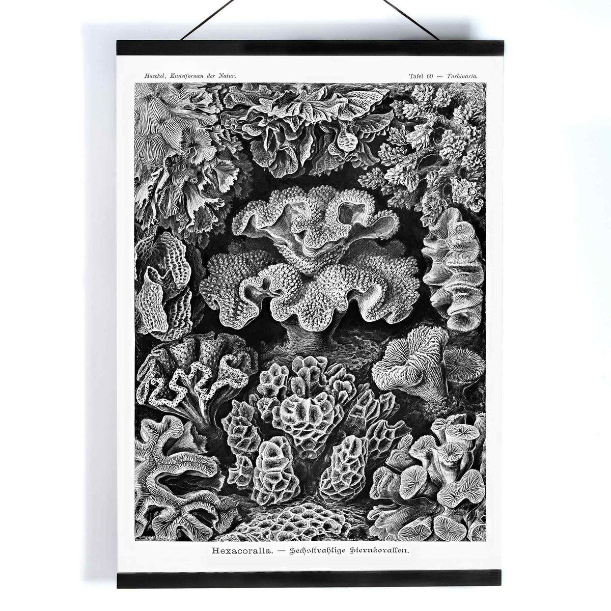 Hexacoralla Canvas Print