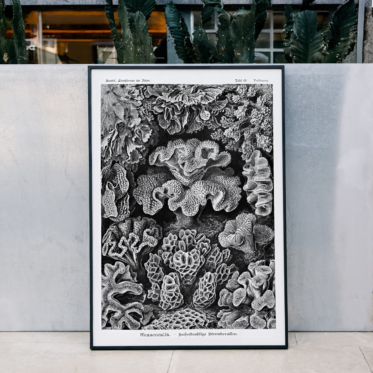 Hexacoralla Canvas Print