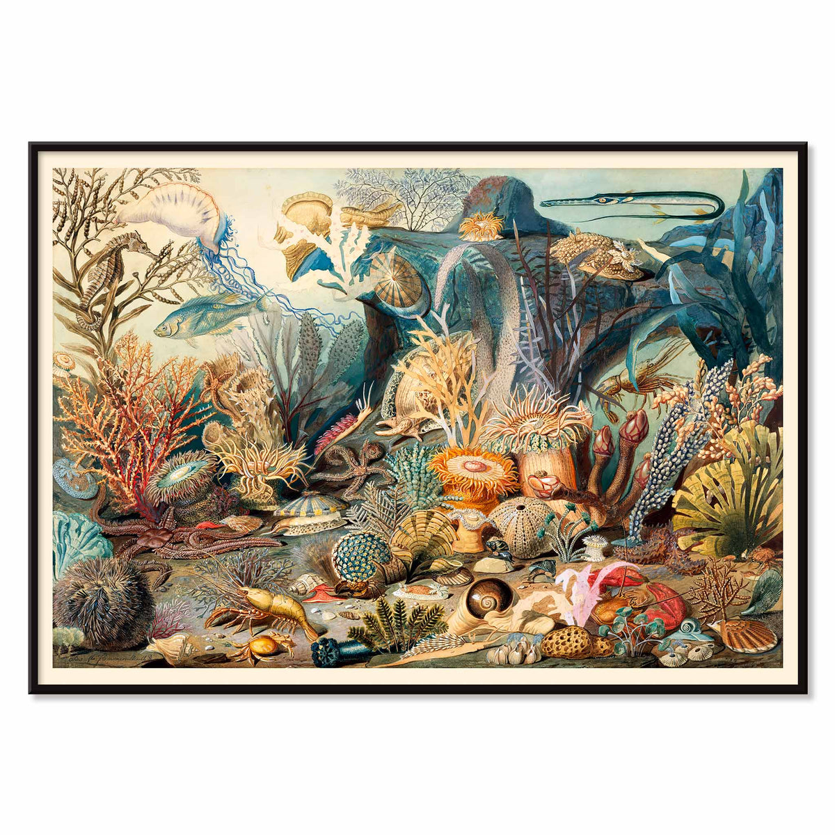 Vie marine Canvas Print