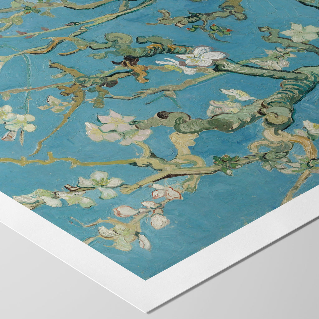 Almond Blossom Canvas Print