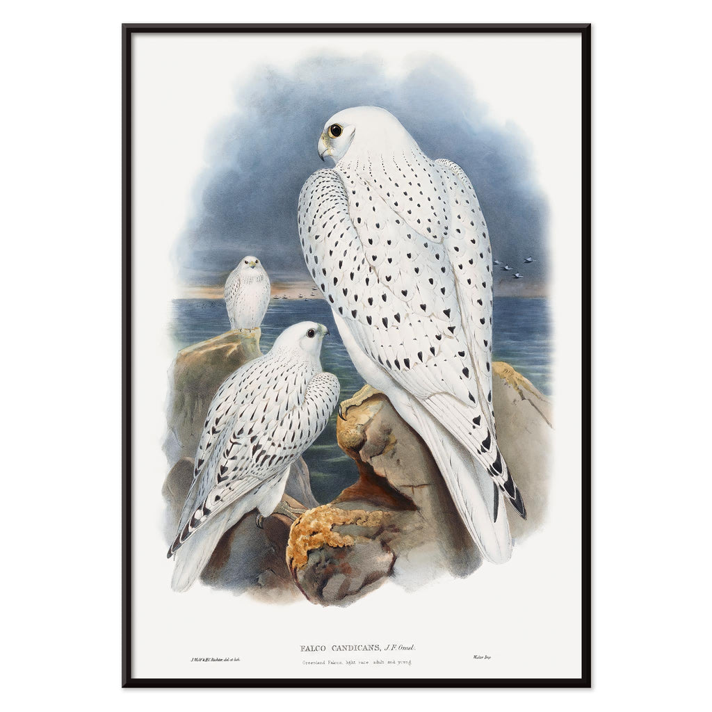 Faucon du Groenland Canvas Print