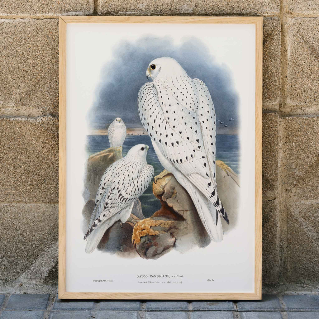 Faucon du Groenland Canvas Print