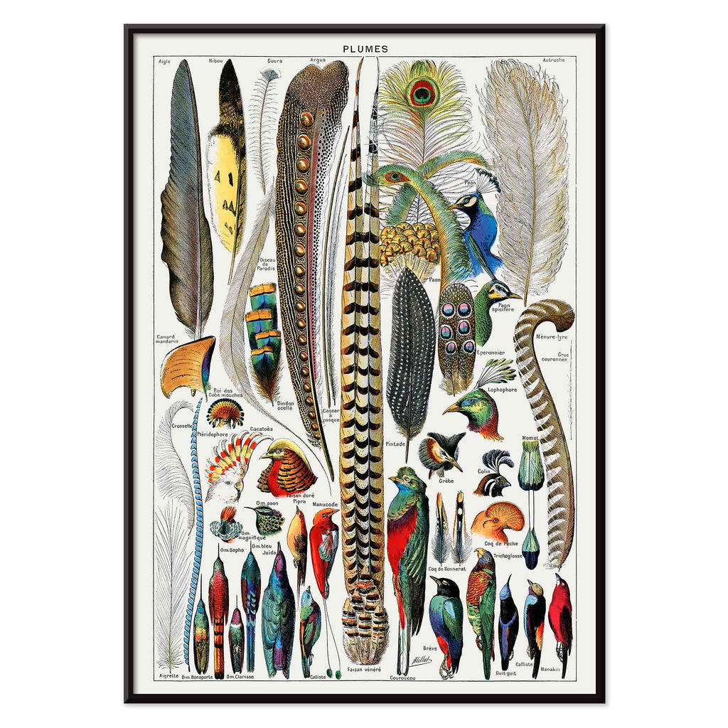 Plumes Canvas Print