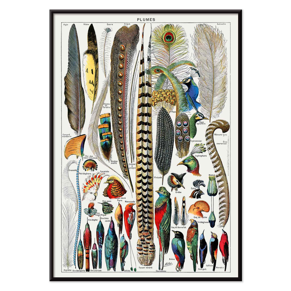 Plumes Canvas Print