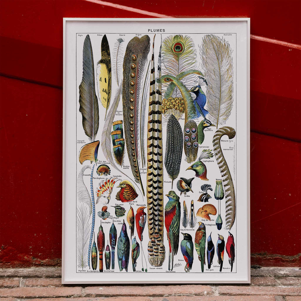Plumes Canvas Print