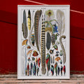 Plumes Canvas Print