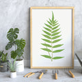 Polypodium fraxinifolium Poster by Moryarty - Oil Painting canvas print