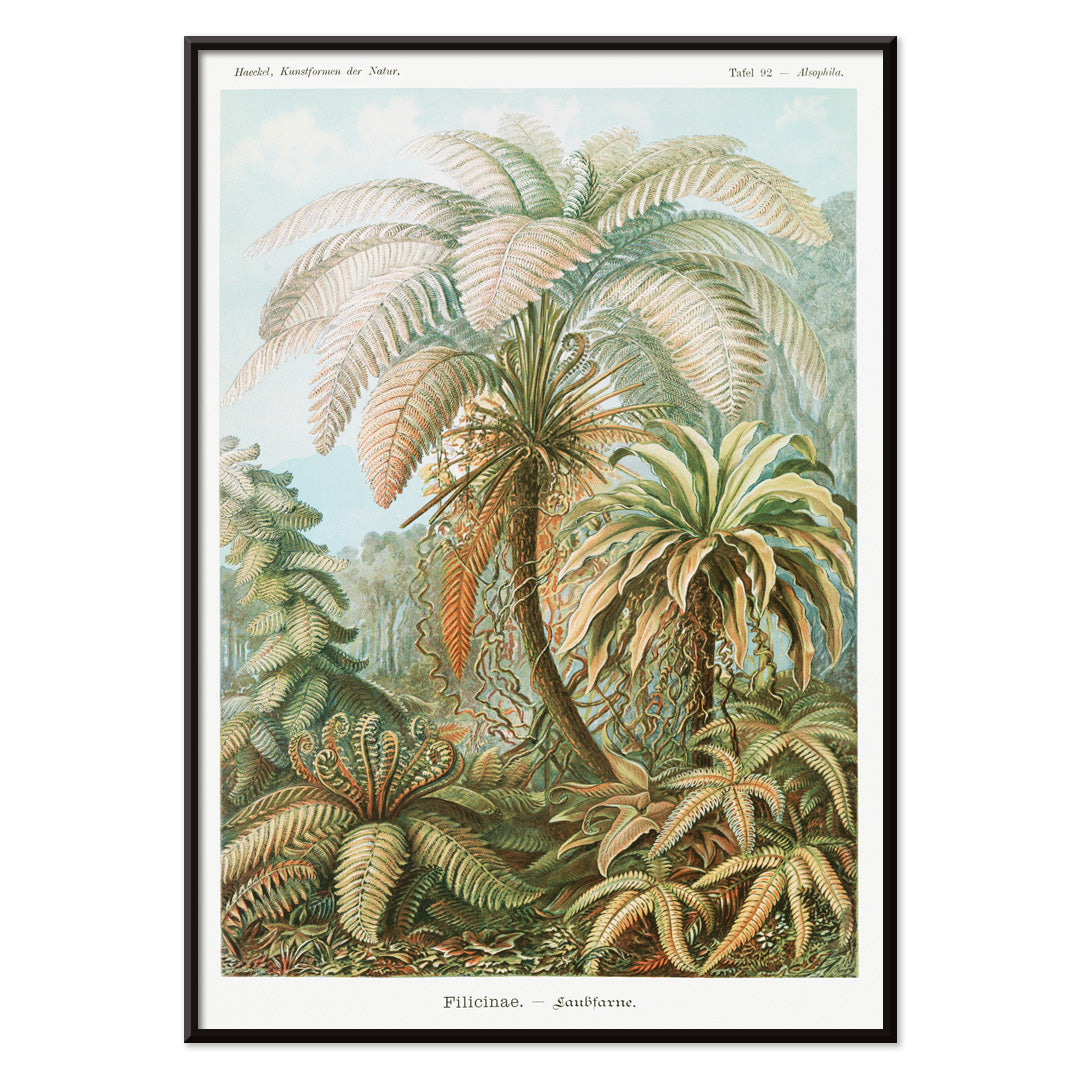 Filicinae–Fougères Canvas Print