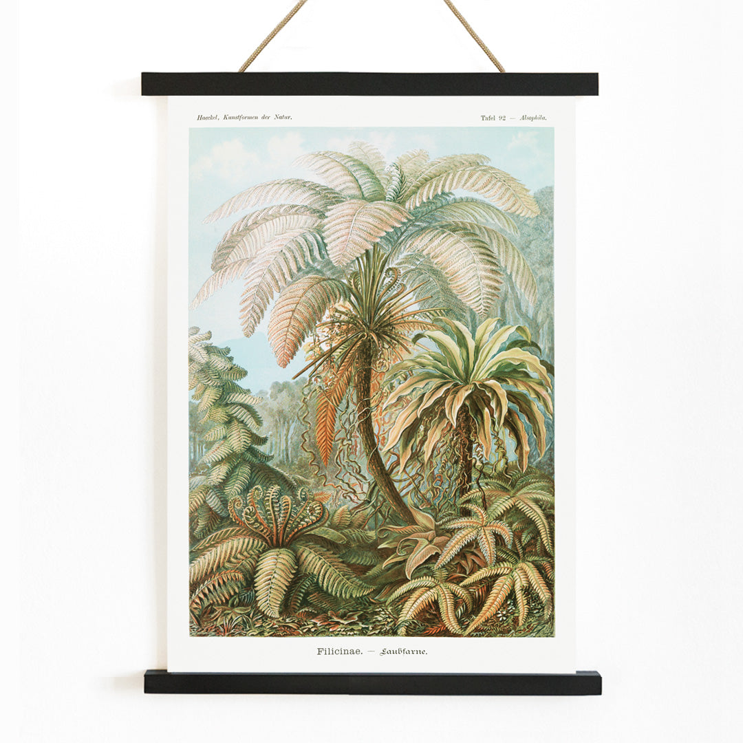 Filicinae–Fougères Canvas Print