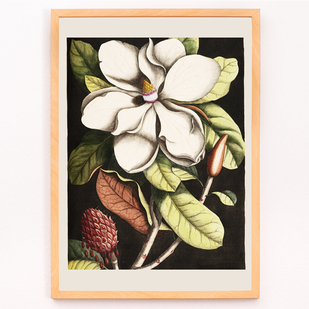 Laurier Canvas Print