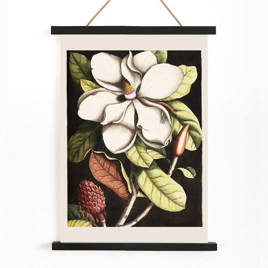 Laurier Canvas Print