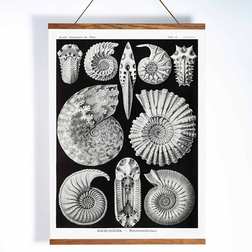 Ammonitida Canvas Print