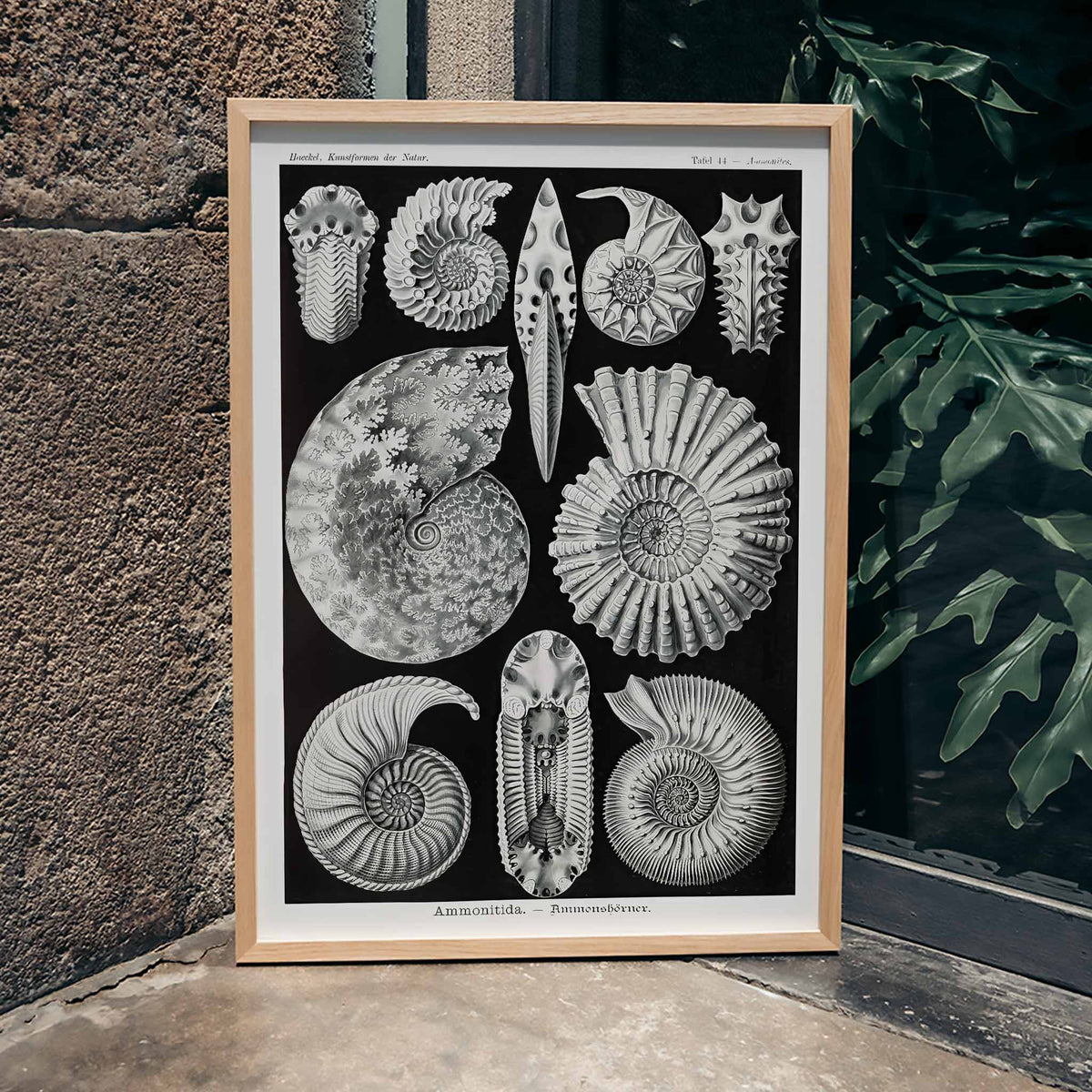 Ammonitida Canvas Print