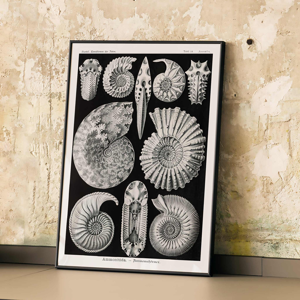 Ammonitida Canvas Print