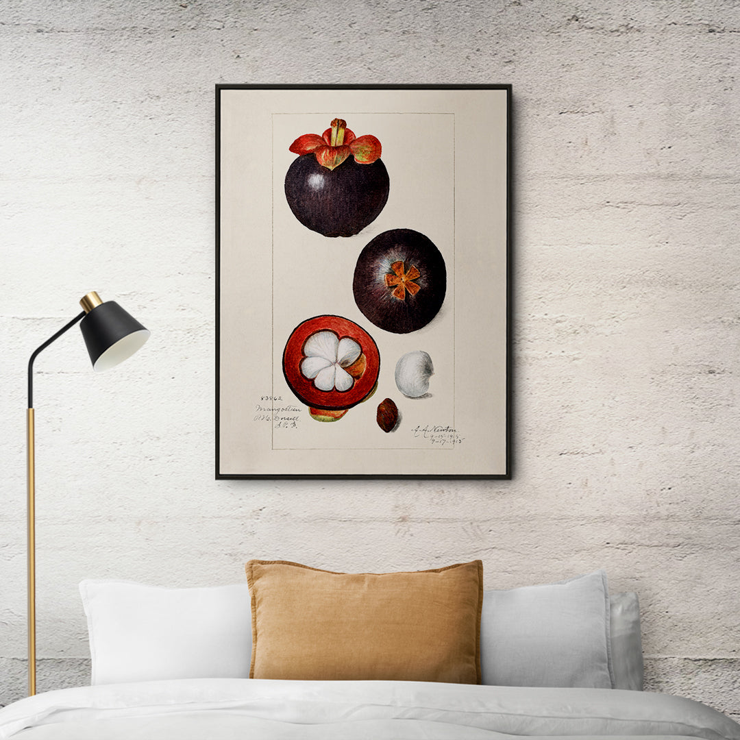 Garcinia mangostana Poster by Moryarty - Oil Painting canvas print