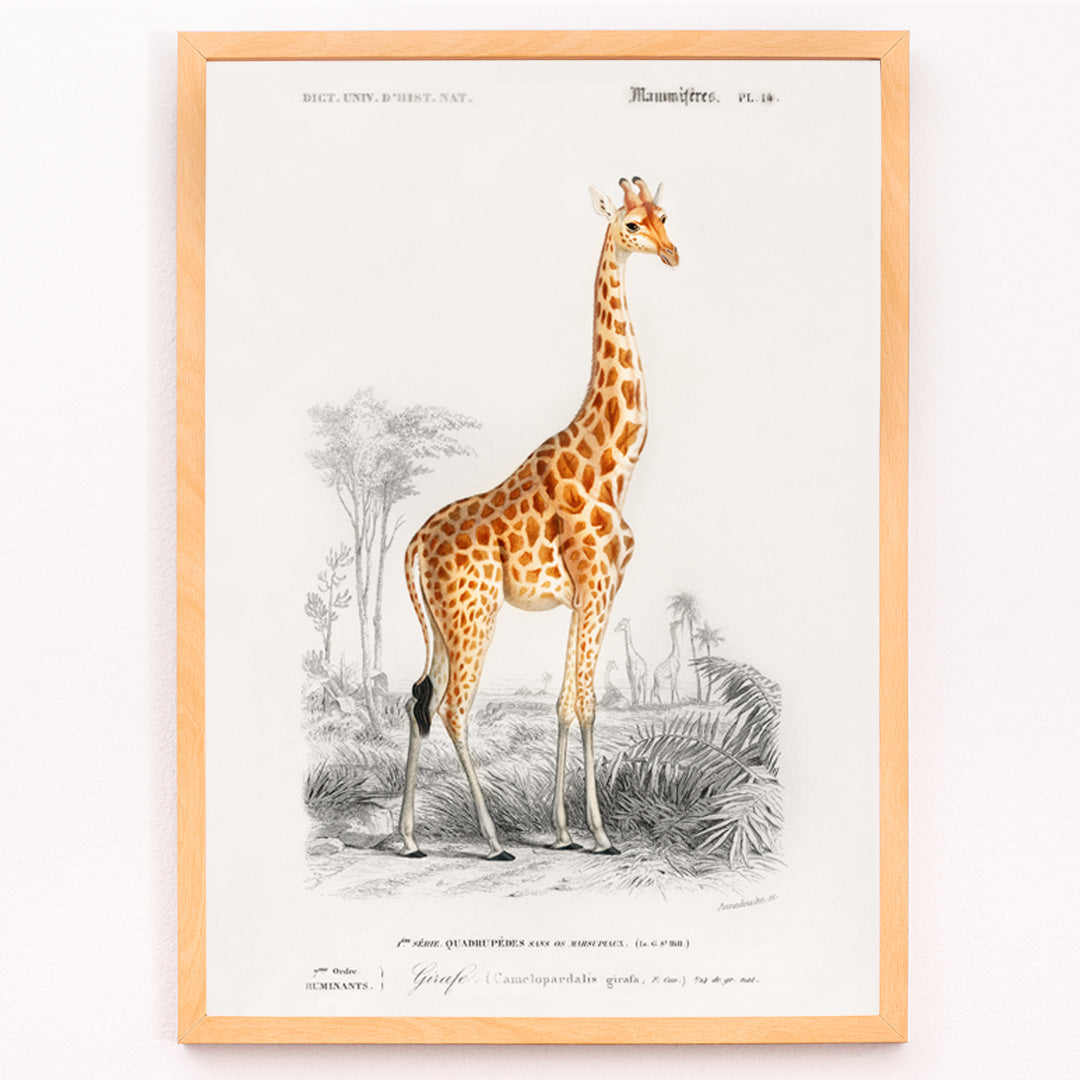 Giraffa camelopardalis Canvas Print