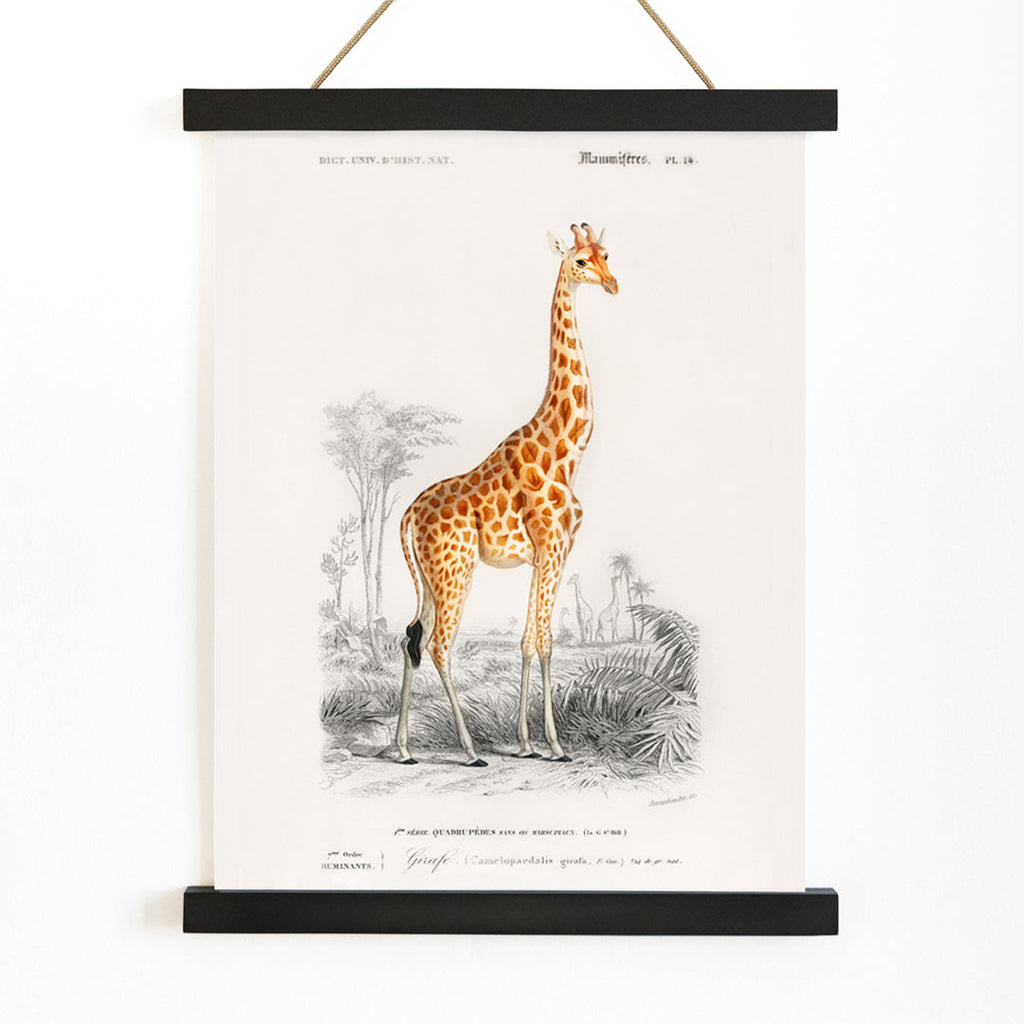Giraffa camelopardalis Canvas Print