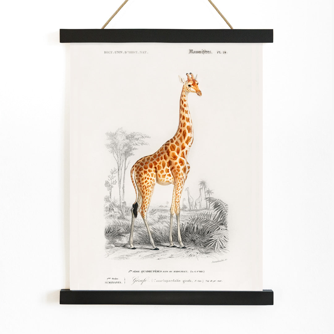 Giraffa camelopardalis Canvas Print