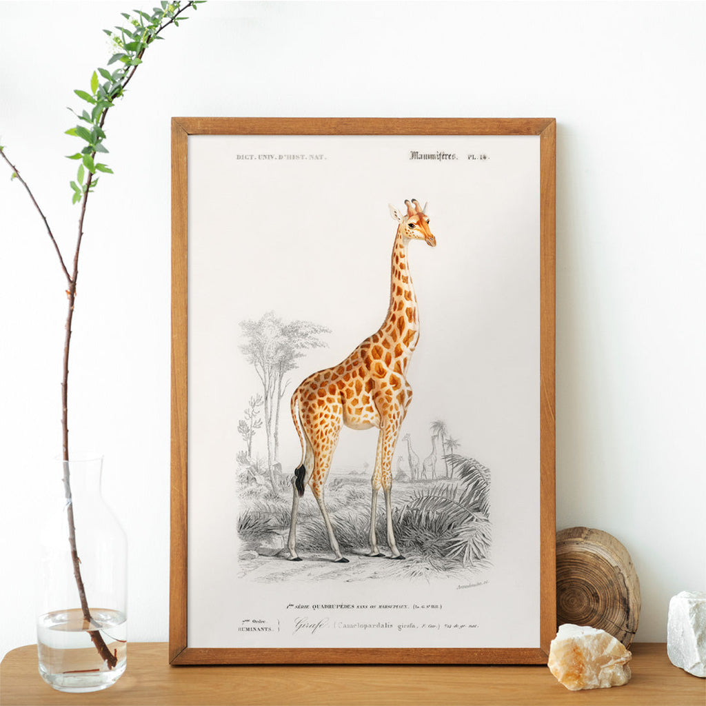 Giraffa camelopardalis Canvas Print