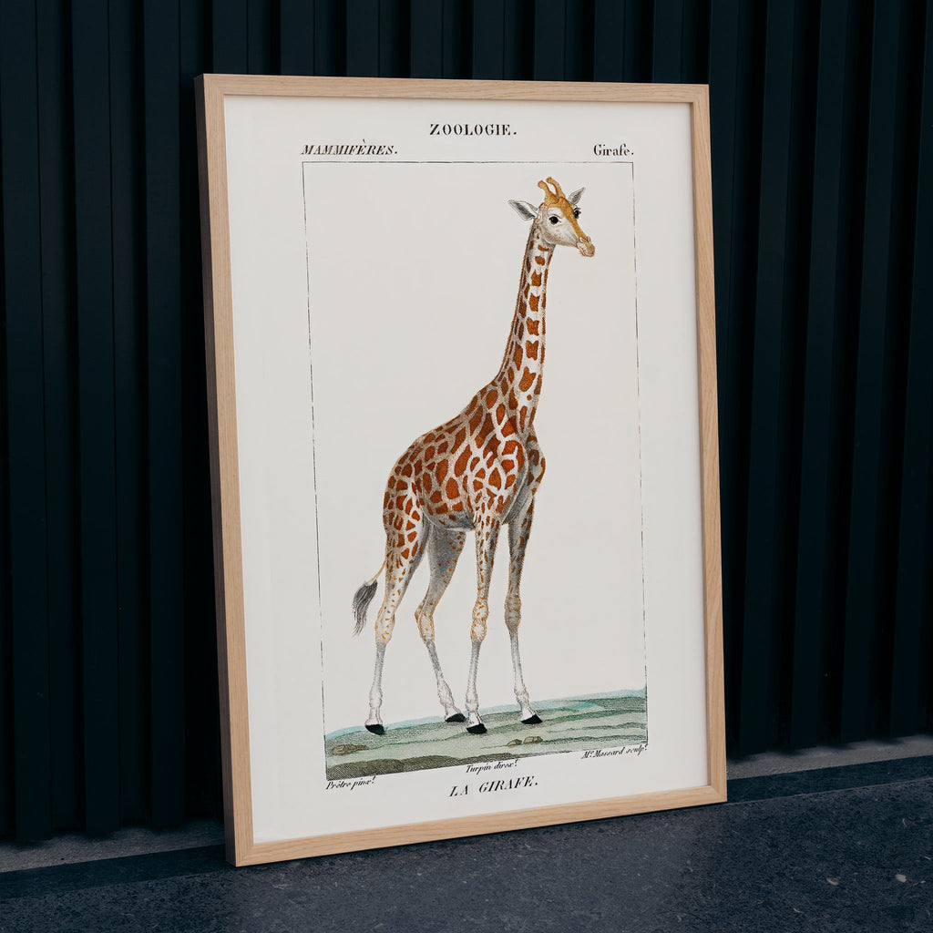 Girafe Canvas Print