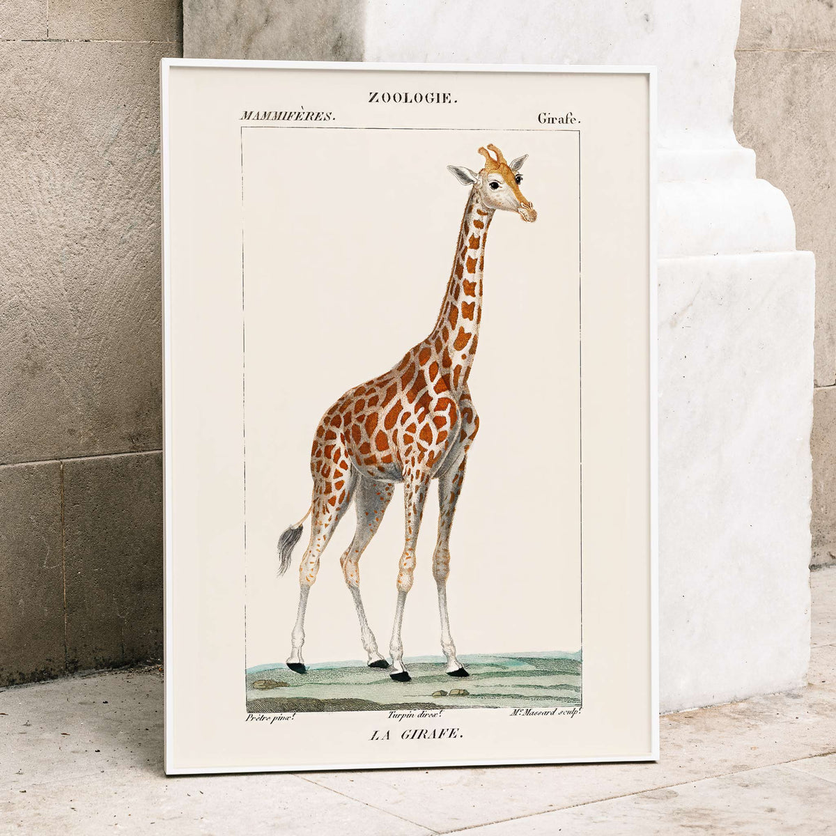 Girafe Canvas Print