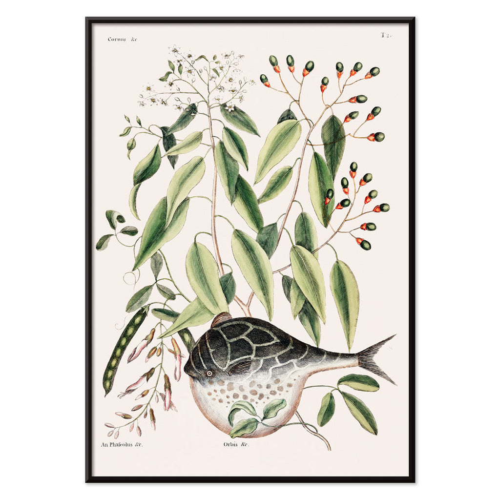 Poisson-globe Canvas Print