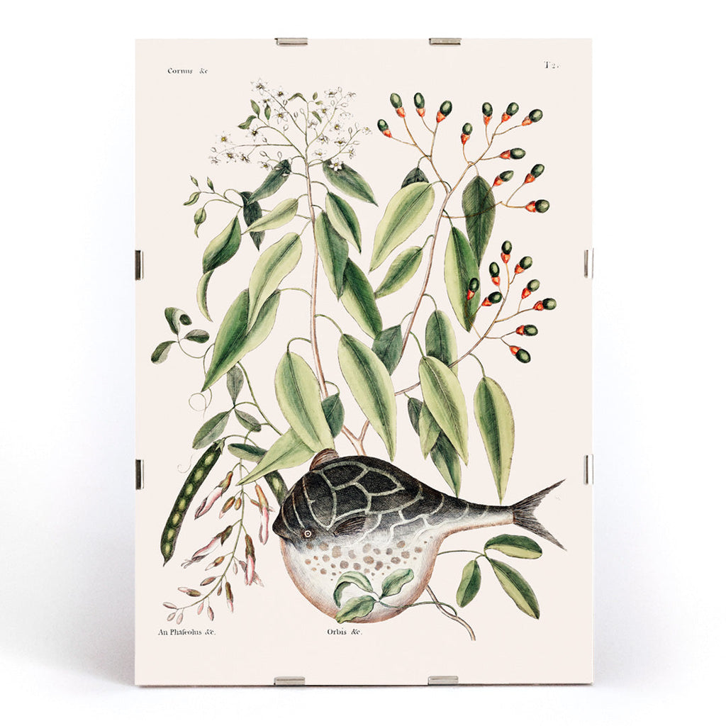 Poisson-globe Canvas Print
