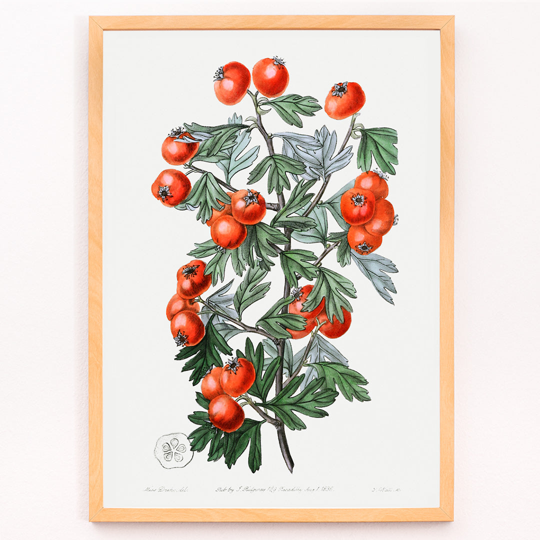 Aubépine très parfumée Canvas Print
