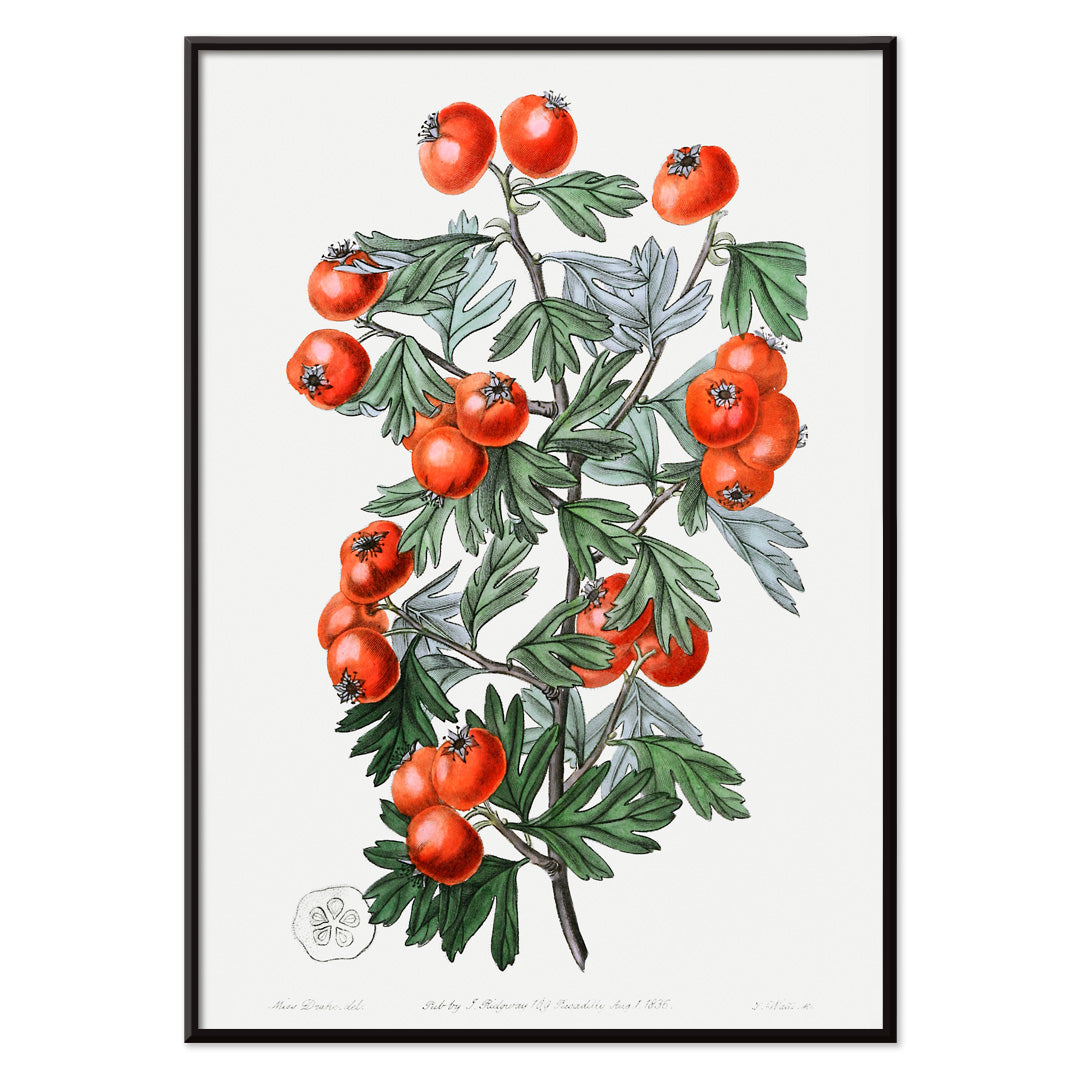 Aubépine très parfumée Canvas Print