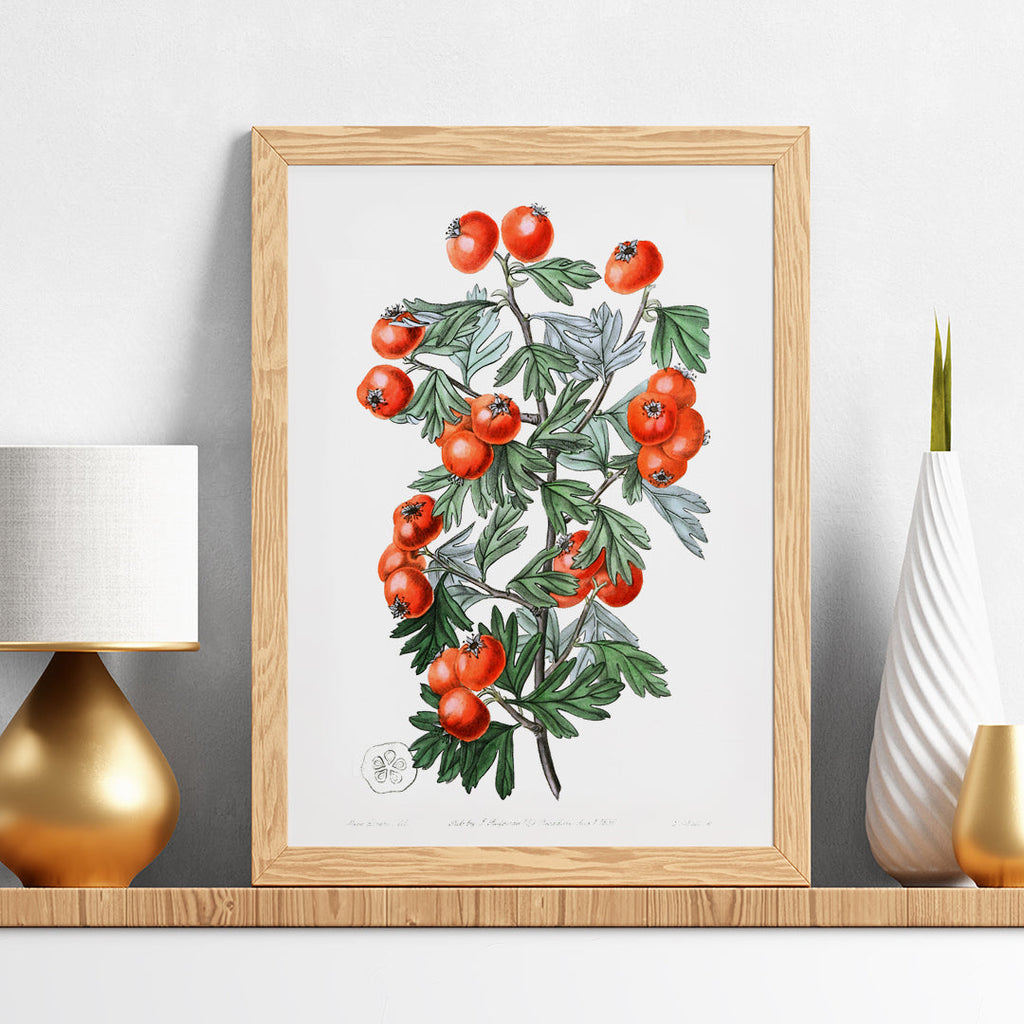 Aubépine très parfumée Canvas Print
