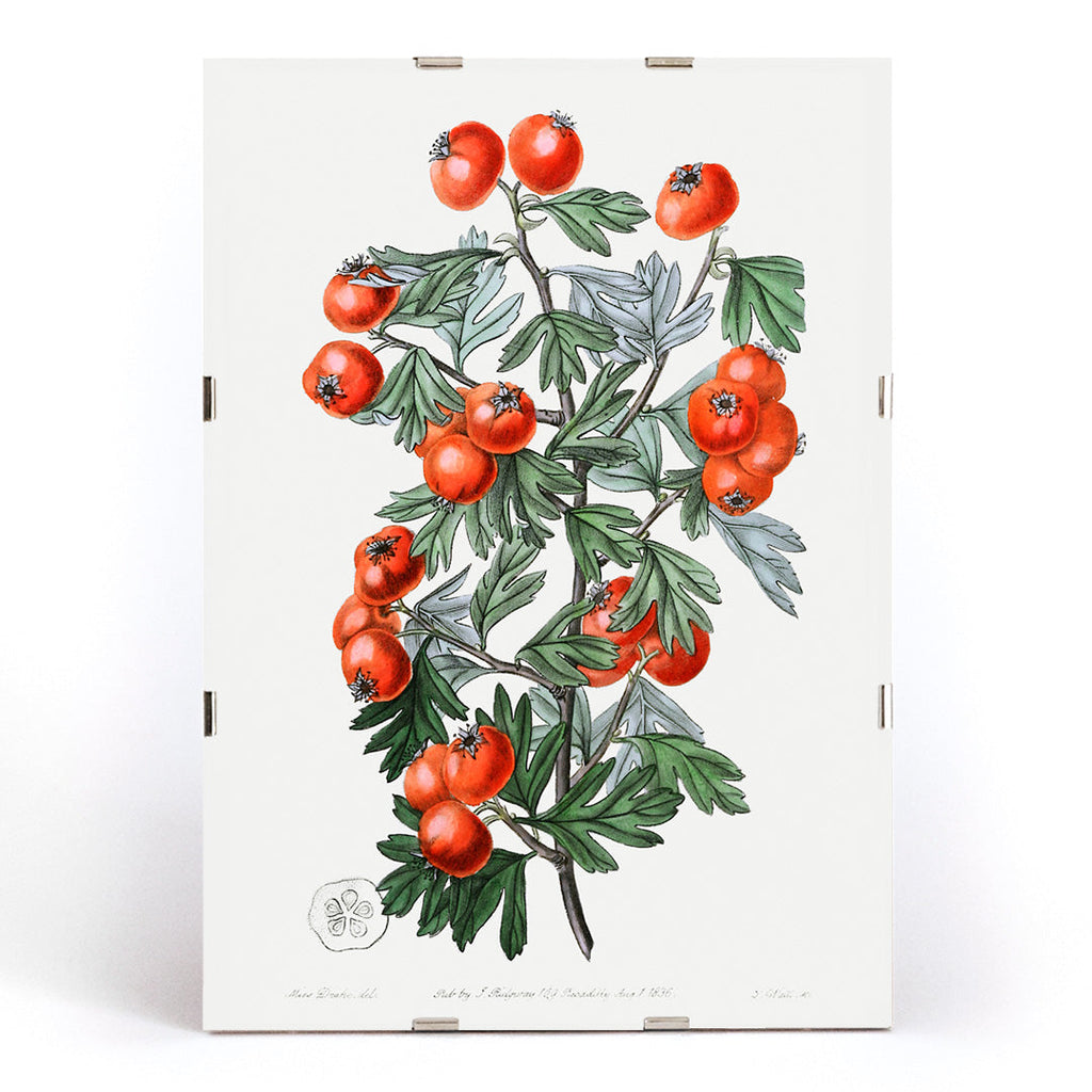 Aubépine très parfumée Canvas Print