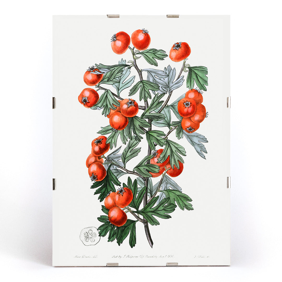 Aubépine très parfumée Canvas Print