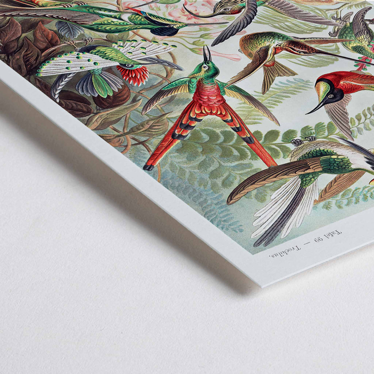 Trochilidae Canvas Print
