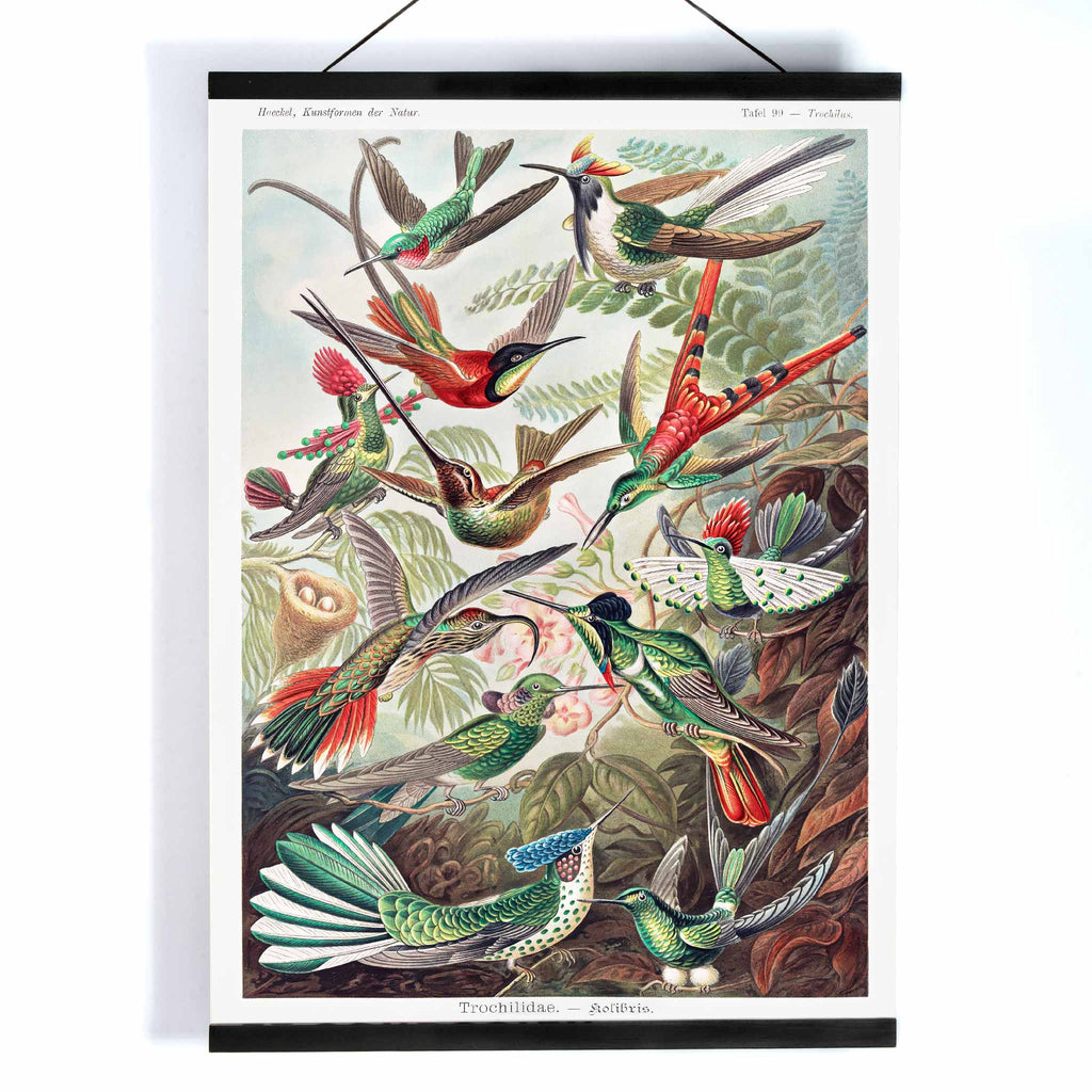 Trochilidae Canvas Print