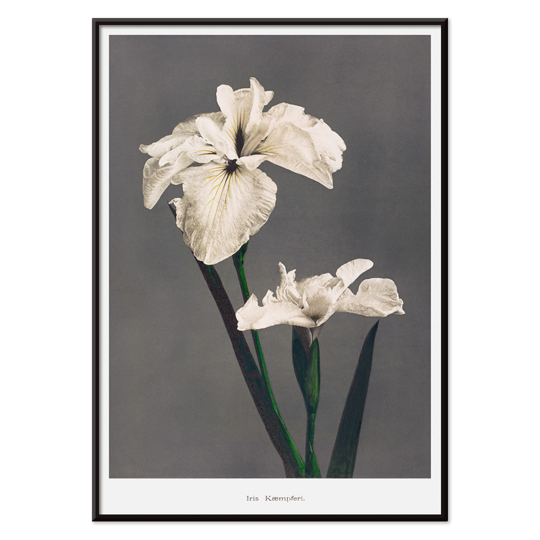 Iris Kæmpferi Canvas Print