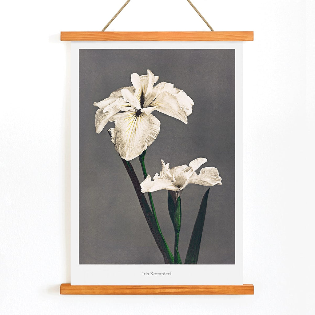 Iris Kæmpferi Canvas Print