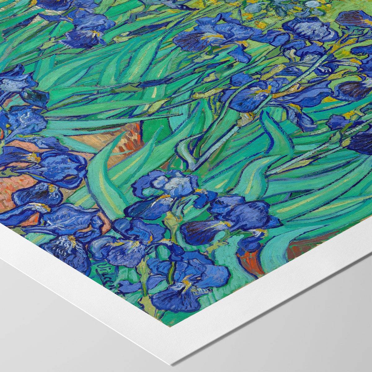 Irises Canvas Print