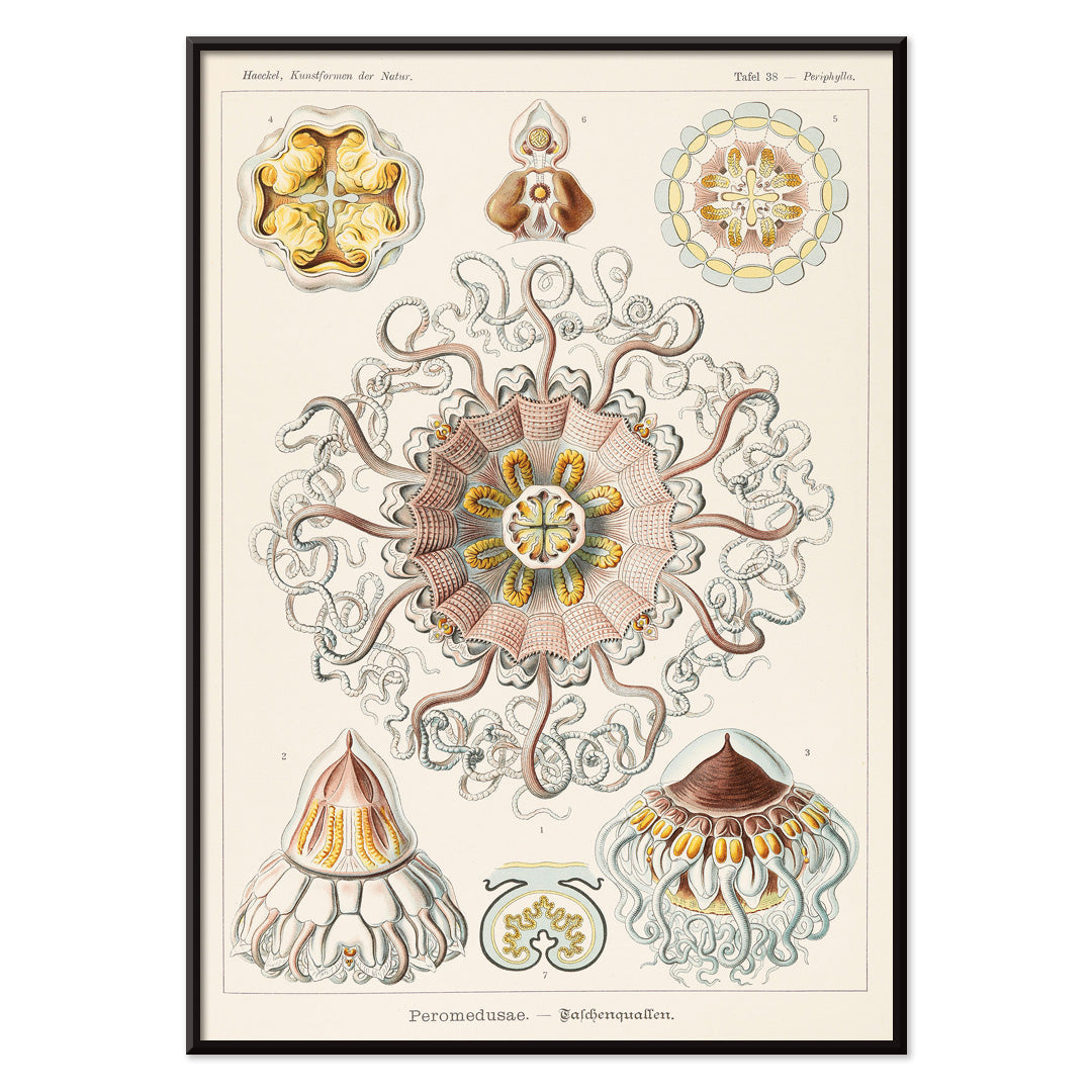 Peromedusae Canvas Print