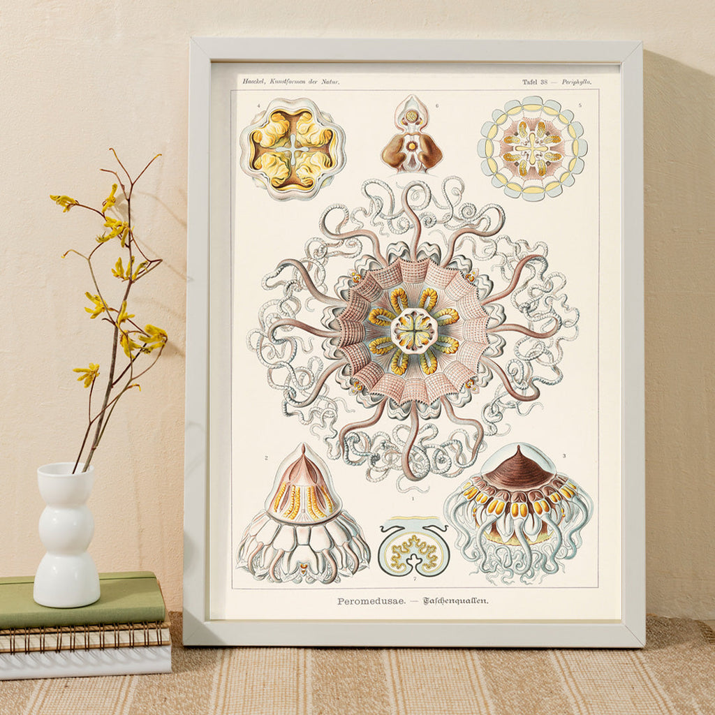 Peromedusae Canvas Print