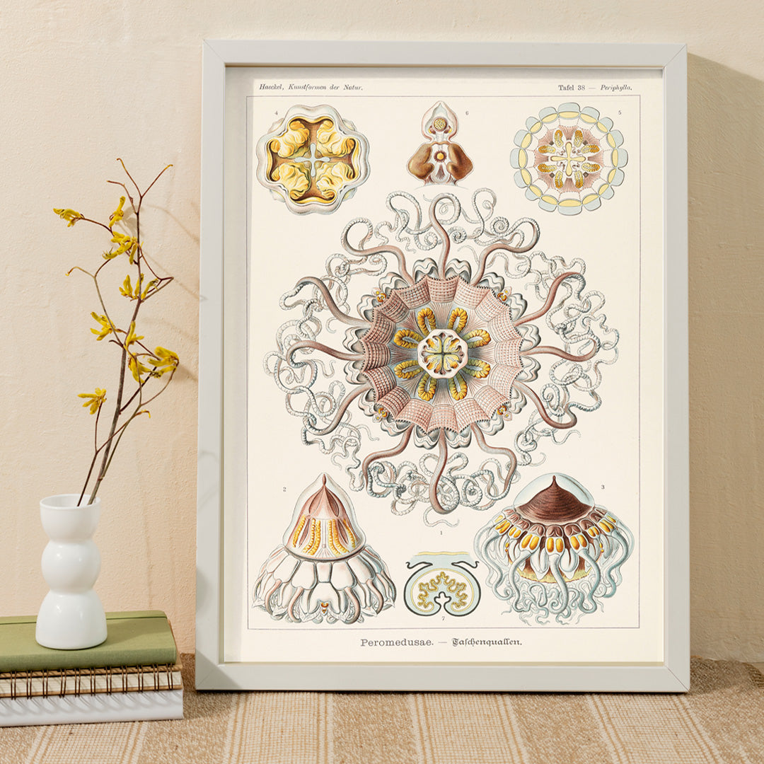 Peromedusae Canvas Print