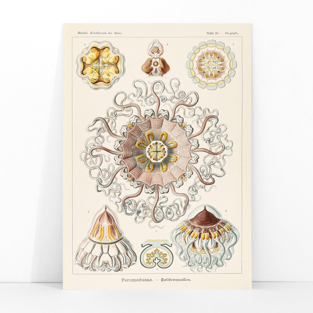 Peromedusae Canvas Print