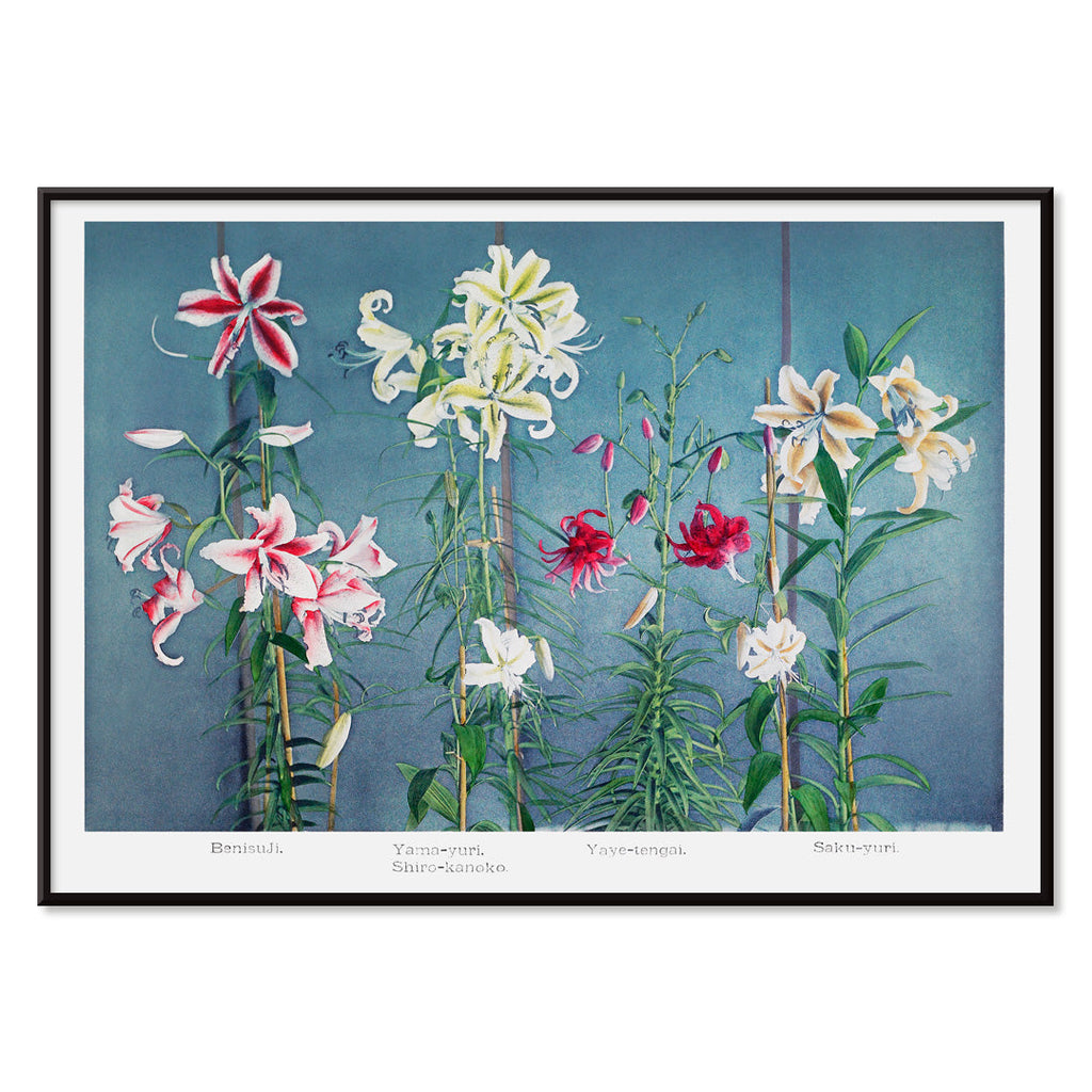 Lys Canvas Print