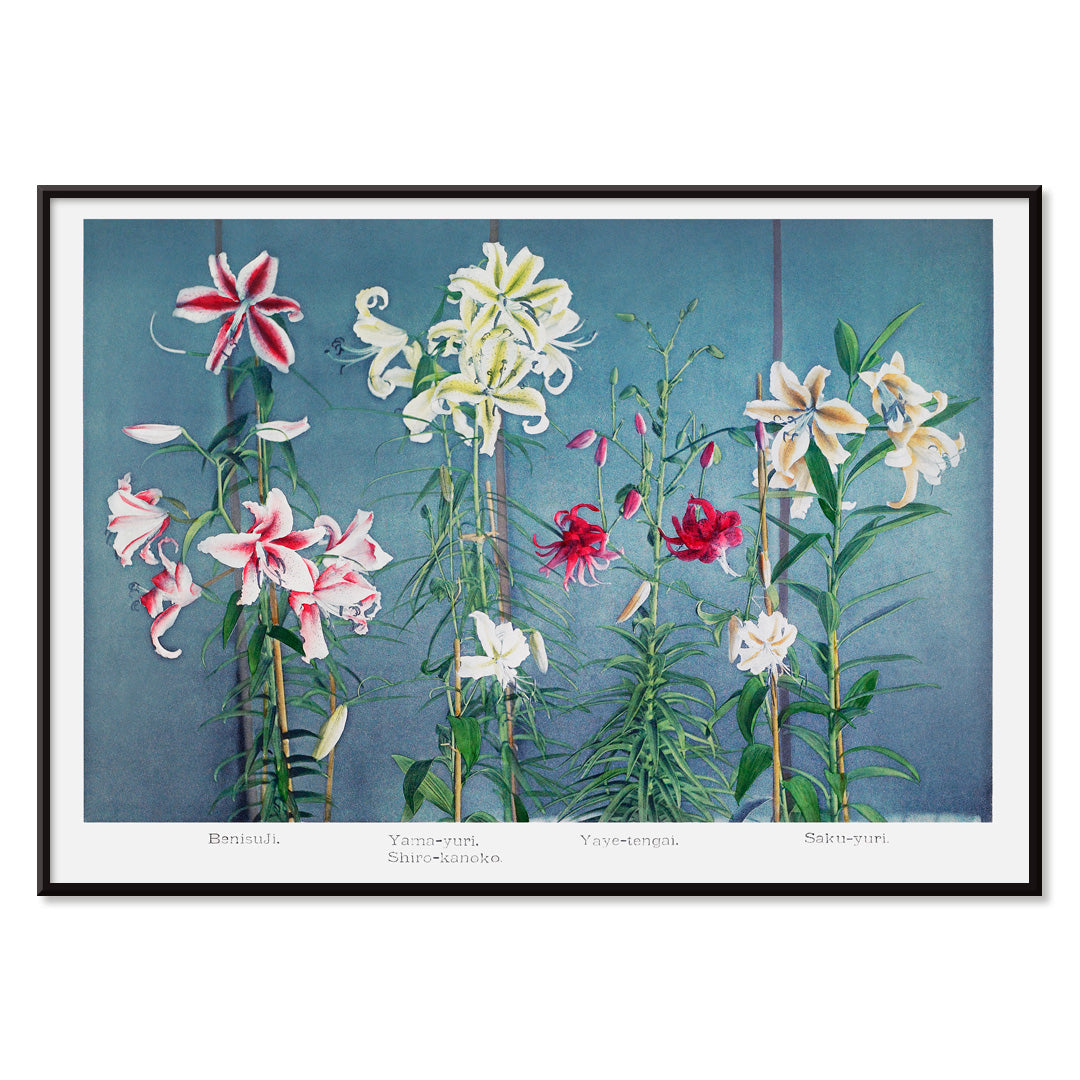 Lys Canvas Print