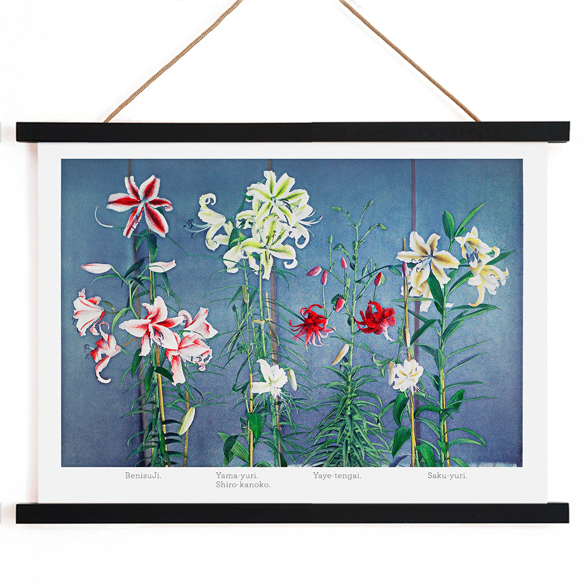 Lys Canvas Print