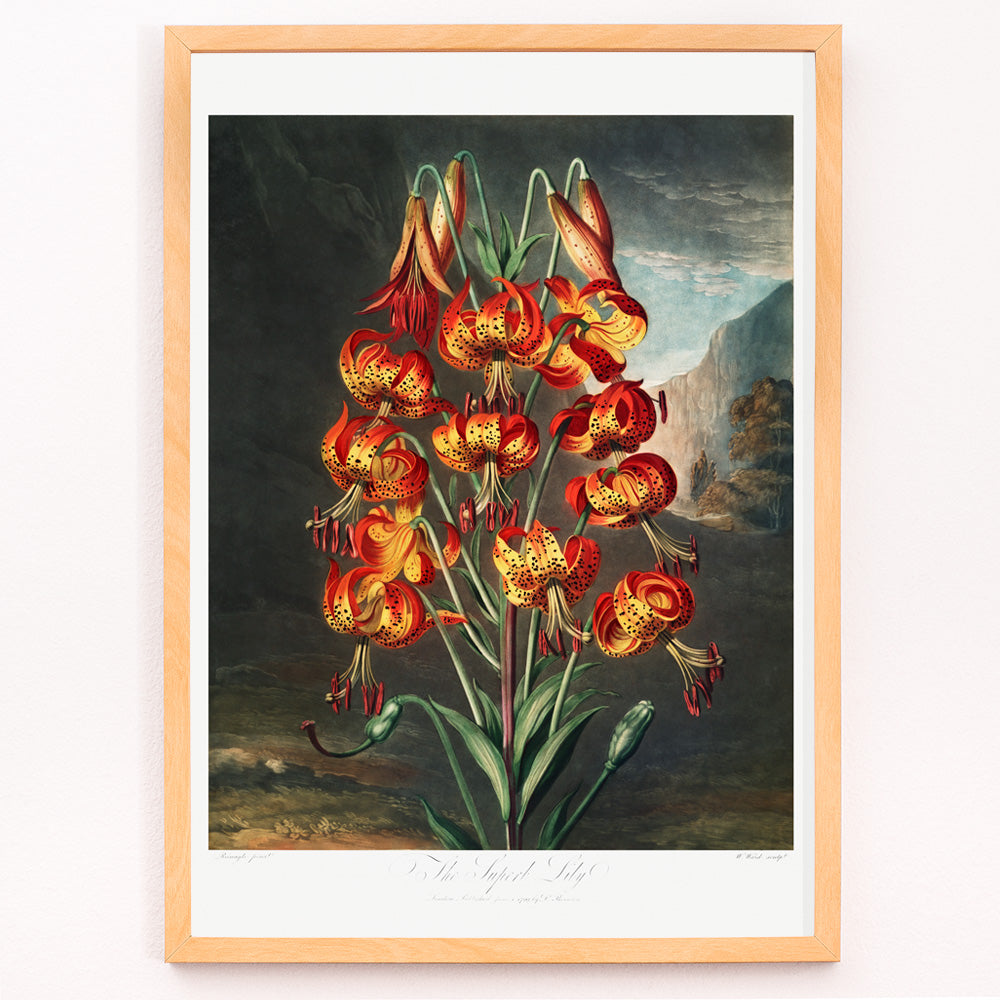 Superbe lys Canvas Print